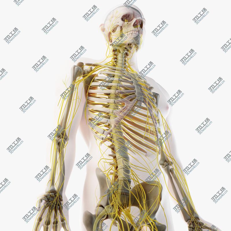 images/goods_img/2021040231/3D Male Skin, Skeleton And Nerves model/1.jpg